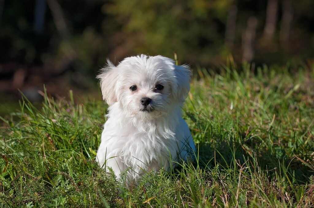 A small, fluffy white Maltese puppy sits in a sunlit field, with its soft fur gently ruffled by the breeze, against a backdrop of lush green grass and a hint of forest in the distance.